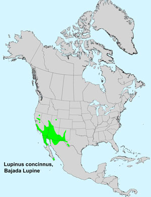 North America species range map for Bajada Lupine Lupinus concinnus: